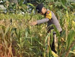 Bhabinkamtibmas Polsek Widang Monitoring Pertumbuhan Jagung