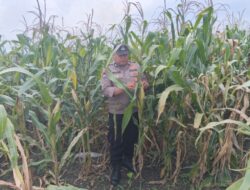 Dukung Astacita Presiden RI, Bhabinkamtibmas Polsek Jenu Polresta Tuban Cek Perkembangan Tanaman Jagung Warga
