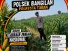 Ketahanan Pangan Polsek Bangilan
