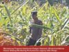 Bhabinkamtibmas Polsek Widang Monitoring Pertumbuhan Jagung