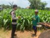 Dukung Astacita Presiden RI, Bhabinkamtibmas Polsek Jenu Polresta Tuban Cek Perkembangan Tanaman Jagung Warga