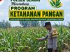 Mendukung Program Ketahanan Pangan Nasional Anggota Bhabinkamtibmas Polsek Senori Polresta Tuban Monitoring Tanaman Jagung Warga Desa Jatisari