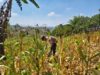 Polri Dukung Astacita, Polsek Grabagan Polresta Tuban Turun Cek Tanaman jagung milik Warga di Desa Grabagan