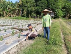 Dukung Ketahanan Pangan, Bhabinkamtibmas Desa Karang Dima Sambangi Petani Cabai di Dusun Sumer Payung
