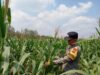 Dukung Astacita Presiden RI, Bhabinkamtibmas Polsek Kenduruan Polresta Tuban Cek Perkembangan Tanaman Jagung Warga