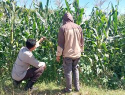 Dukung Ketahanan Pangan Nasional, Bhabinkamtibmas Desa Buin Baru Sambangi Petani Jagung di Uma Propok
