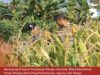 Bhabinkamtibmas Polsek Widang Monitoring Pertumbuhan Jagung