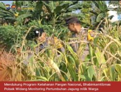 Bhabinkamtibmas Polsek Widang Monitoring Pertumbuhan Jagung