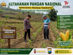 Polsek Montong Polresta Tuban Turun Cek Tanaman jagung Warga di Desa Bringin
