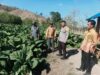 Bhabinkamtibmas Desa Adu Pantau Lahan Tembakau, Cegah Konflik Antarwarga
