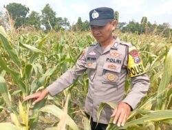 Dukung Astacita Prabowo, Kanit Binmas Polsek Kenduruan Polresta Tuban Cek Tanaman Jagung Warga Petani