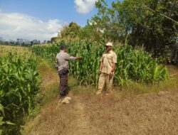 Dukung Ketahanan Pangan Nasional, Bhabinkamtibmas Desa Boal Sambangi Warga dan Cek Lahan Jagung Produktif