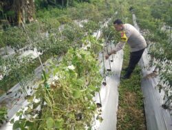 Bhabinkamtibmas Masbagik Selatan Cek Lahan Ketahanan Pangan Bergizi