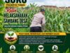 Polsek Soko Polresta Tuban Turun Langsung Cek Tanaman Jagung Warga