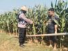Polri Dukung Astacita, Polsek jenu Polres Tuban Turun Cek Tanaman Jagung Warga di Desa Beji