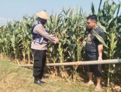 Polri Dukung Astacita, Polsek jenu Polres Tuban Turun Cek Tanaman Jagung Warga di Desa Beji