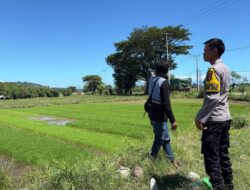 Dukung Penuh Ketahanan Pangan, Bhabinkamtibmas Desa Sabedo Sambangi Petani Padi di Persawahan