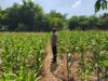 POLRI MENDUKUNG PROGRAM ASTACITA PRESIDEN RI, ANGGOTA POLSEK PARENGAN POLRESTA TUBAN LAKSANAKAN PENDAMPINGAN PETANI JAGUNG DI DESA SUKOREJO KEC. PARENGAN