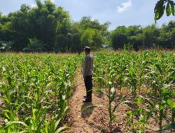 POLRI MENDUKUNG PROGRAM ASTACITA PRESIDEN RI, ANGGOTA POLSEK PARENGAN POLRESTA TUBAN LAKSANAKAN PENDAMPINGAN PETANI JAGUNG DI DESA SUKOREJO KEC. PARENGAN