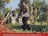Bhabinkamtibmas Polsek Widang Monitoring Pertumbuhan Jagung