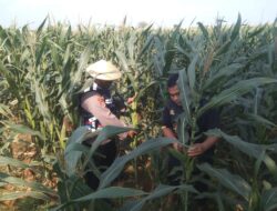 Polri Dukung Astacita, Polsek jenu Polres Tuban Turun Cek Tanaman Jagung Warga di Desa Beji