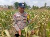 Dukung Astacita Presiden RI, Kanit Binmas Polsek Kenduruan Polresta Tuban Mengecek Tanaman Jagung Warga Petani