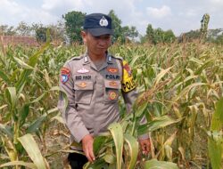 Dukung Astacita Presiden RI, Kanit Binmas Polsek Kenduruan Polresta Tuban Mengecek Tanaman Jagung Warga Petani