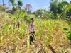 Polri Dukung Astacita, Polsek Grabagan Polresta Tuban Turun Cek Tanaman jagung milik Warga di Desa Grabagan