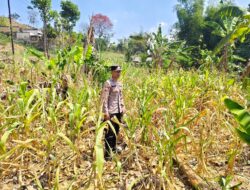 Polri Dukung Astacita, Polsek Grabagan Polresta Tuban Turun Cek Tanaman jagung milik Warga di Desa Grabagan