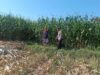 Dukung Ketahanan Pangan Nasional, Bhabinkamtibmas Desa Tarusa Sambangi Petani yang Sedang Panen Jagung