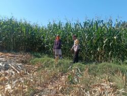 Dukung Ketahanan Pangan Nasional, Bhabinkamtibmas Desa Tarusa Sambangi Petani yang Sedang Panen Jagung
