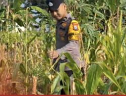 Bhabinkamtibmas Polsek Widang Monitoring Pertumbuhan Jagung