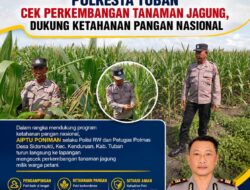POLISI RW POLSEK KENDURUAN POLRESTA TUBAN CEK PERKEMBANGAN TANAMAN JAGUNG, DUKUNG KETAHANAN PANGAN NASIONAL