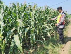 Polri Dukung Astacita, Polsek jenu Polres Tuban Turun Cek Tanaman Jagung Warga di Desa Tasikharjo