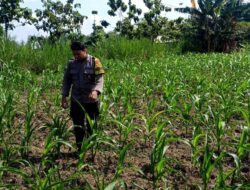 Polsek Grabagan Polresta Tuban Turun Langsung Cek Tanaman Jagung Warga