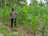 Dekat dengan Lahan, Polsek Tambakboyo Kawal Pertumbuhan Jagung Warga