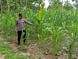 Dekat dengan Lahan, Polsek Tambakboyo Kawal Pertumbuhan Jagung Warga