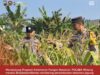 Bhabinkamtibmas Polsek Widang Monitoring Pertumbuhan Jagung