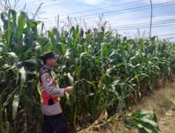 Polri Dukung Astacita, Polsek jenu Polres Tuban Turun Cek Tanaman Jagung Warga di Desa Jenu