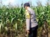 Polri Dukung Astacita, Polsek Grabagan Polresta Tuban Turun Cek Tanaman jagung milik Warga di Desa Grabagan