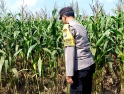 Polri Dukung Astacita, Polsek Grabagan Polresta Tuban Turun Cek Tanaman jagung milik Warga di Desa Grabagan
