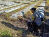 Dorong Pemanfaatan Pekarangan dan Lahan Produktif, Bhabinkamtibmas Desa Karang Dima Sambangi Petani Tomat
