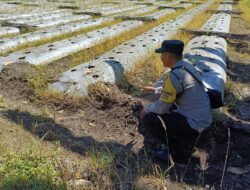 Dorong Pemanfaatan Pekarangan dan Lahan Produktif, Bhabinkamtibmas Desa Karang Dima Sambangi Petani Tomat