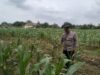 Polsek Bangilan Terus Bergerak Dukung Ketahanan Pangan Tanaman Jagung