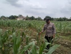 Polsek Bangilan Terus Bergerak Dukung Ketahanan Pangan Tanaman Jagung