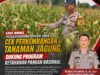 Dukung Astacita, Polsek Palang Polresta Tuban Pantau Langsung Lahan Jagung milik warga Desa Wangun