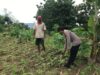 Polsek Grabagan Polresta Tuban Turun Langsung Cek Tanaman Jagung Warga