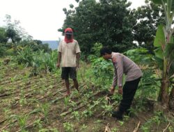 Polsek Grabagan Polresta Tuban Turun Langsung Cek Tanaman Jagung Warga