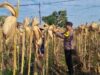 AIPTU CUCUK SUMULYONO DAMPINGI KADES NGAMPELREJO PANEN JAGUNG, WUJUD NYATA SINERGI POLRI DAN MASYARAKAT BANCAR