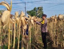 AIPTU CUCUK SUMULYONO DAMPINGI KADES NGAMPELREJO PANEN JAGUNG, WUJUD NYATA SINERGI POLRI DAN MASYARAKAT BANCAR